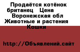 Продаётся котёнок британец › Цена ­ 500 - Воронежская обл. Животные и растения » Кошки   